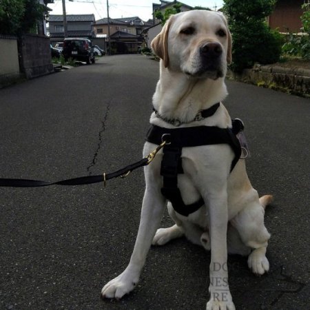 Bestseller! Walking Harness of Nylon for Labrador Training