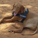 Bestseller! Functional Working Dog Harness for Hungarian Vizsla