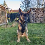 Bestseller! Padded Dog Harness UK, Exclusive Handcrafted_1