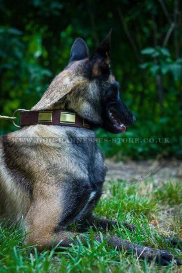 Belgian Malinois Brass Plated Leather Dog Collar Ancient Style