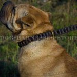 Shar-Pei Collar Braided Leather Choker for Obedience Training