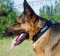 Dog Collar Name Plate for German Shepherd, Natural Leather