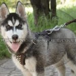 Siberian Husky Dog Leash Leather for Easy Walking and Training