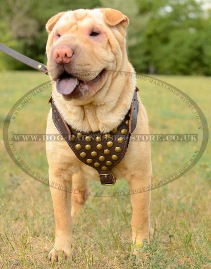 Shar-Pei Harness for Walking, Leather with Brass Studded Chest