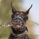 Bestseller! Doberman Muzzle of Wire Basket Design