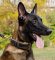 Padded Dog Collar for Belgian Malinois of Wide Leather