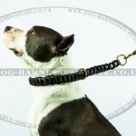 Amstaff Dog Collar of Fine Braided Leather for Good Behavior