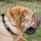 Shar-Pei Collar of Leather with Massive Nickel Plates in Vintage