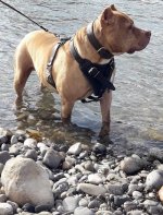 Dog Walking Harness of Strong Leather for Pitbull, Bestseller_1