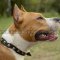 Amstaff Collar of Narrow Leather, Elegant Brass Studded Design