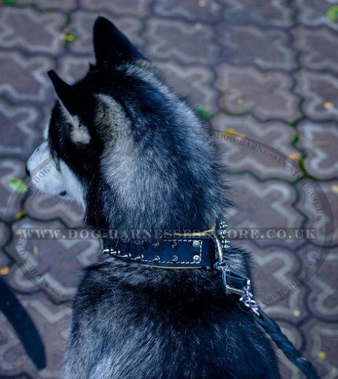 Best Collar for Walking a Husky of Large Size and Great Strength