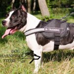 Reflective Dog Harness of Nylon for Staffy Training and Working