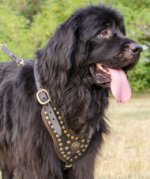 Royal Studded Dog Harness for Newfoundland with Nappa Lining