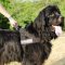 Bestseller! Dog Training Harness for Newfoundland's Work