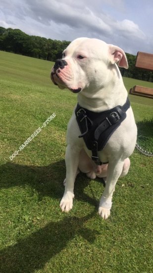 American Bulldog Dog Leather Harness for Protection - Click Image to Close