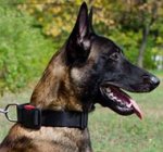 Nylon Dog Collar with Quick-Release Buckle for Malinois