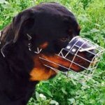 Rottweiler Wire Basket Muzzle Perfectly Ventilated for Daily Use