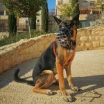 Best Design Wire Dog Muzzle UK, Perfect for Large Breeds_5