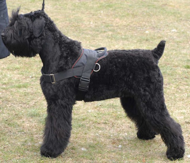 Bestseller! Schnauzer Dog Harness of Nylon, Multi-Purpose - Click Image to Close