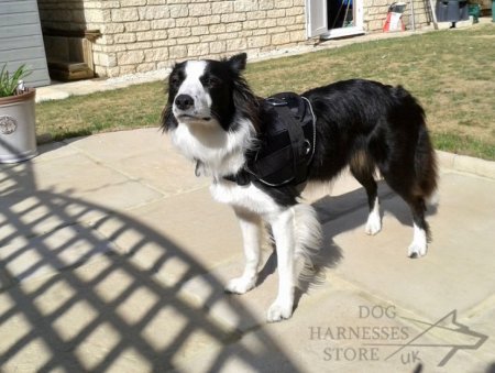 Nylon Multiuse Dog Harness for Tracking and Pulling, Bestseller