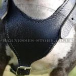 Leather English Bull Terrier Dog Harness with Wide Breast Plate