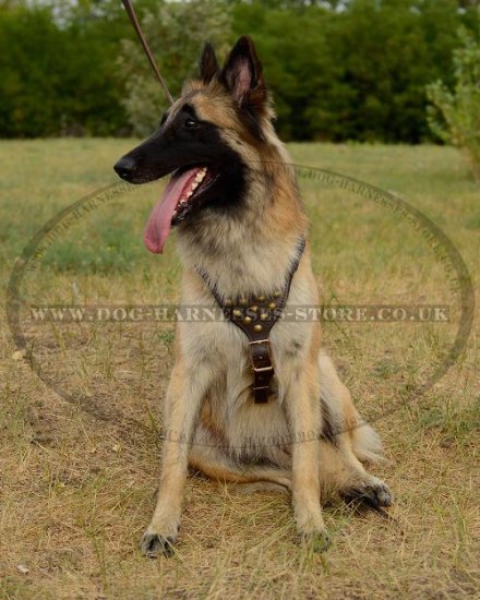 Belgian Tervuren Dog Harness Leather with Brass Studded Chest