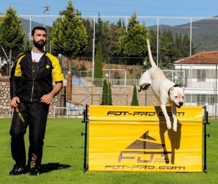 Dog Hurdle Jump with Rotating Crossbar for IGP Training