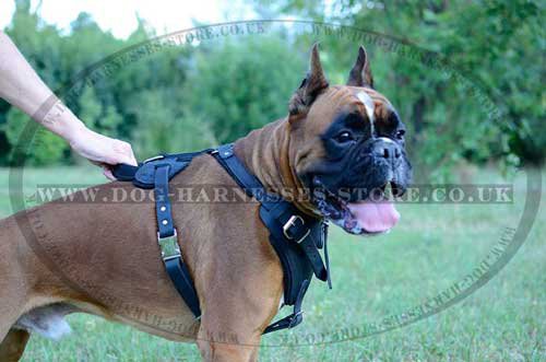 Boxer Dog Harness UK