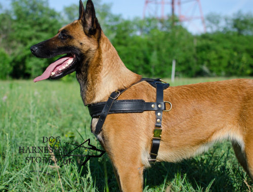 Leather Dog Harness Uk