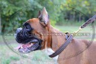 Bestseller! Leather Dog Collar with Braids for German Boxer