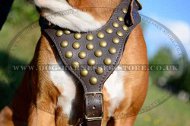 Boxer Dog Harness with Studded Chest Plate for Easy Walking