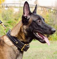 Bestseller! Braided Dog Collar for Belgian Malinois of Leather