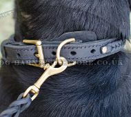 Braided Dog Collar for Swiss Mountain Dog, Selected Leather