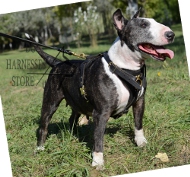 Bull Terrier Harness UK, Luxury Designed of Genuine Leather