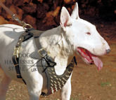 Best Brass Spiked Leather Dog Harness for Miniature Bull Terrier