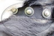 Nylon Dog Collar with Silver Conchos for Swiss Mountain Dog