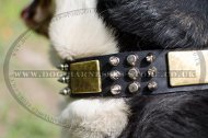 Designer Dog Collar Leather for Swiss Mountain Dog, New Style!