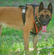 Designer Dog Harness with "Flame" Ornament for Belgian Malinois