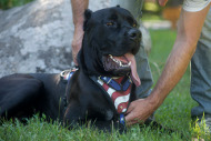 Cane corso wearing a leather harness