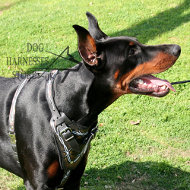 Leather Dog Harness "Barbed Wire" for Doberman Pincher Padded