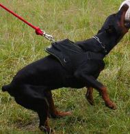 Bestseller! Nylon Dog Harness for Doberman Training and Sport