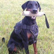 Dog Training Harness for Doberman, Nylon Dog Harness with Handle