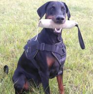 Training Harness for Doberman, K9 Chest Plate