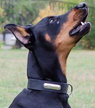 Dog Collar with ID Tag for Doberman, Personalized