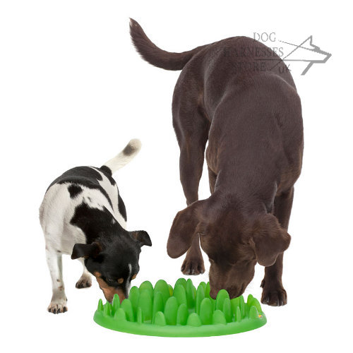 Dog Bowl UK