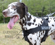 Harness for Dalmatian