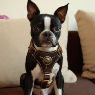 Best Boston Terrier Harness, Royal Harness for Boston Terrier