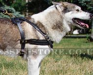Dog Pulling Harness for West Siberian Laika, Super Strong