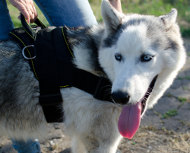 Dog Sport Harness