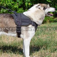 Dog Riding Harness